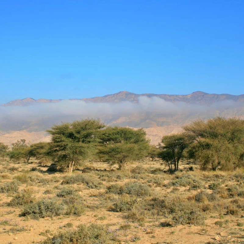 Acacia faux-gommier — Graines