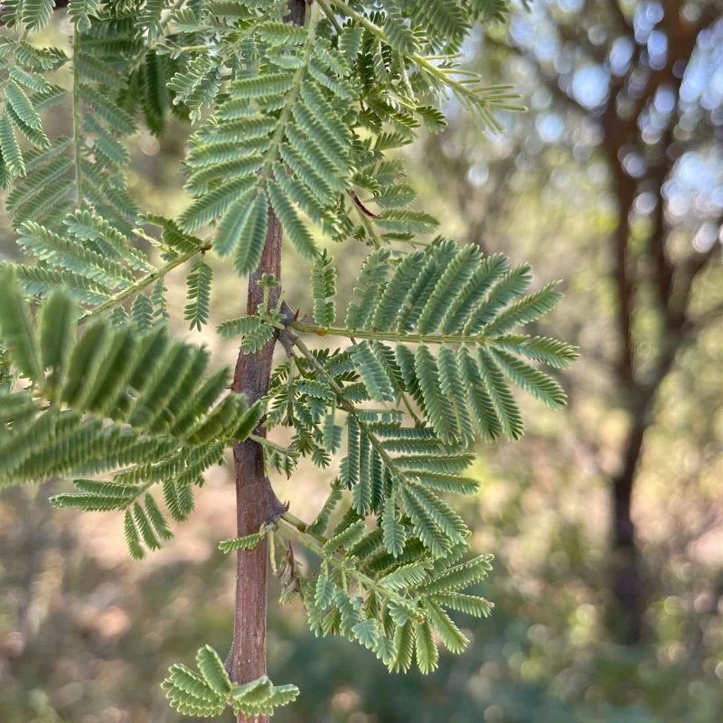 Acacia faux-gommier — Graines