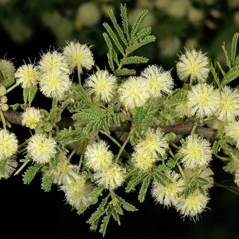 Acacia faux-gommier — Graines