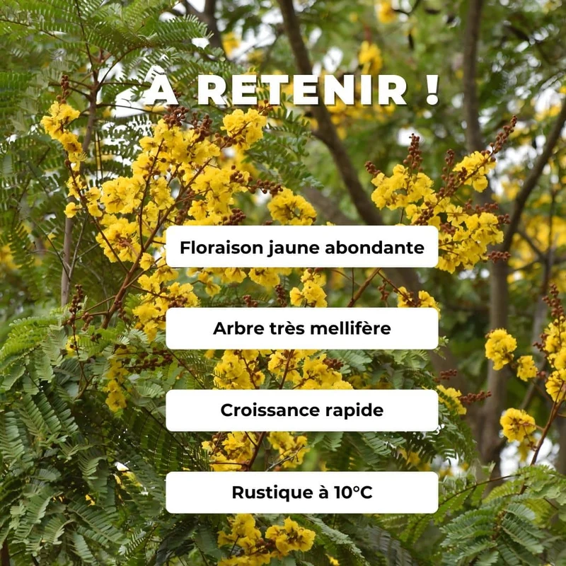 Peltophore d’Asie — Graines