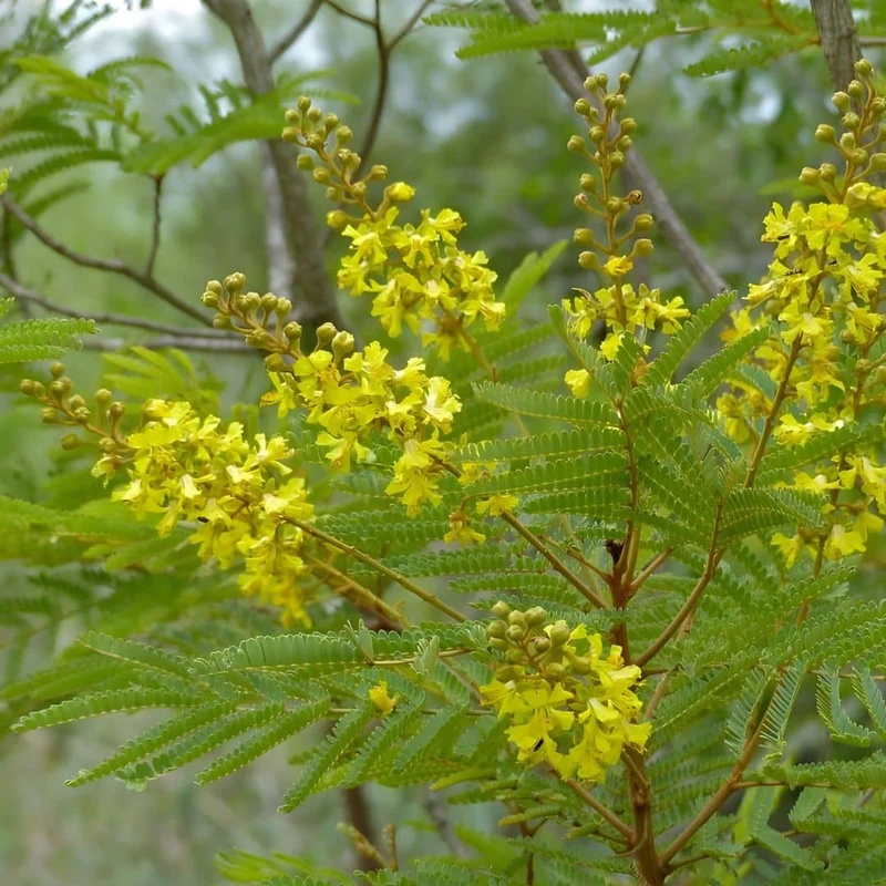 Arbre à miel d’Afrique — Graines