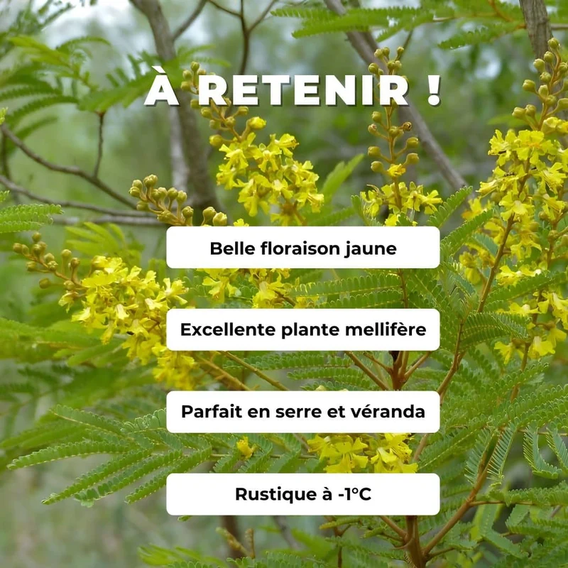 Arbre à miel d’Afrique — Graines