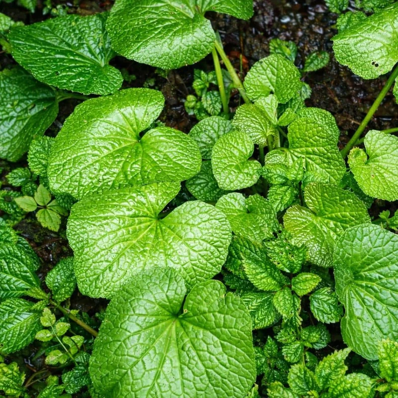 Wasabi — Graines