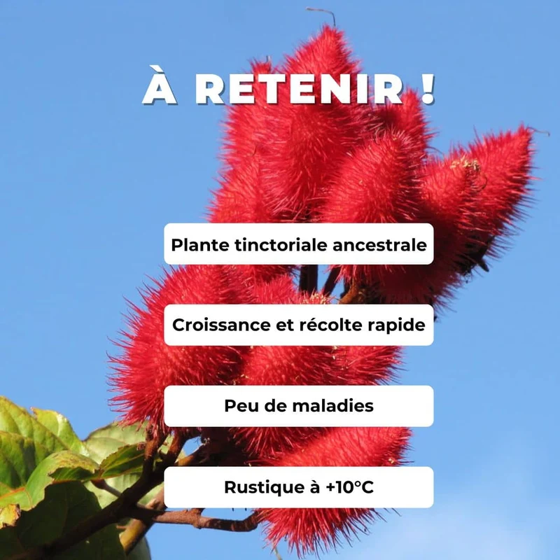 Roucou — Graines