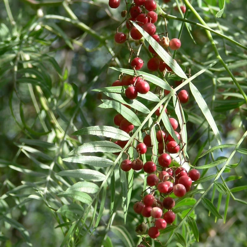 Faux-poivrier — Graines ou plant