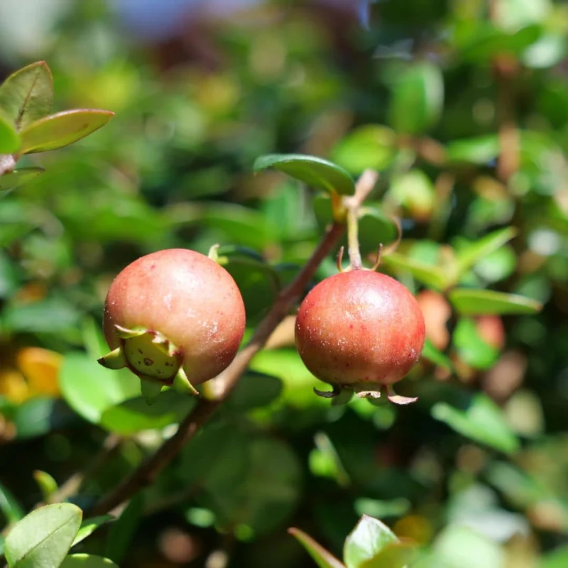 Goyavier du Chili (Ugni molinae)