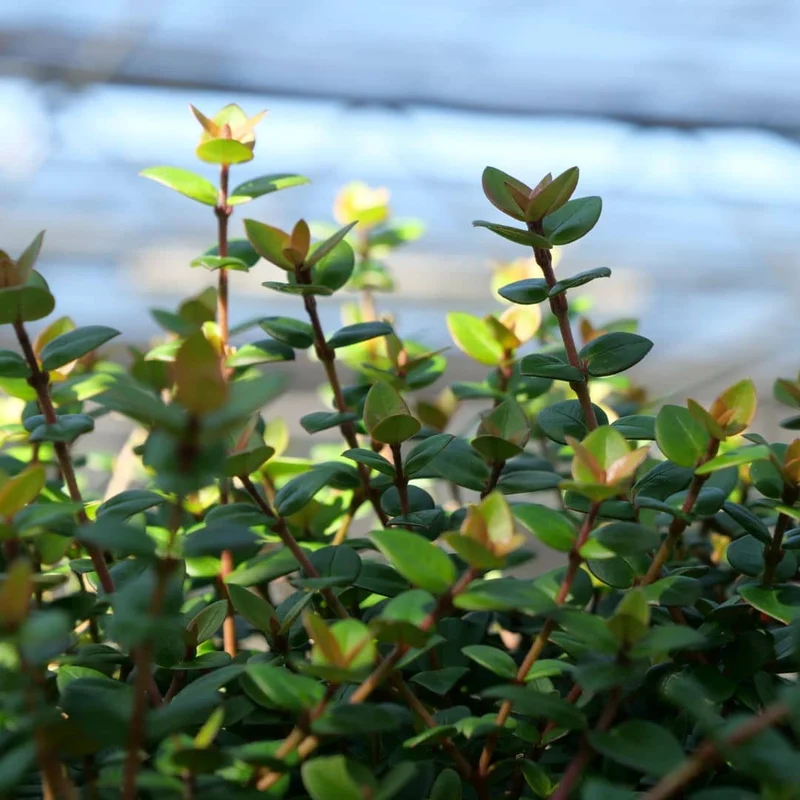 Goyavier du Chili (Ugni molinae)