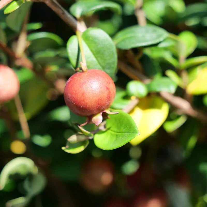 Goyavier du Chili (Ugni molinae)