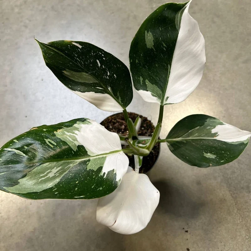 Philodendron White Princess — Plant
