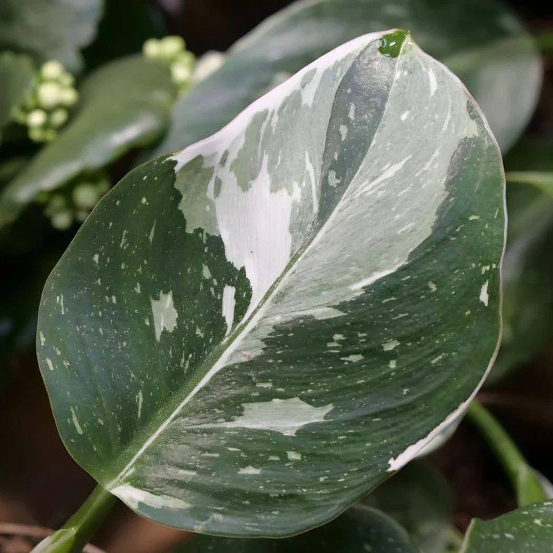 Philodendron White Princess — Plant