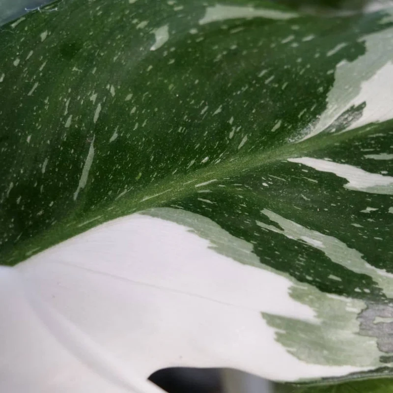 Philodendron White Princess — Plant
