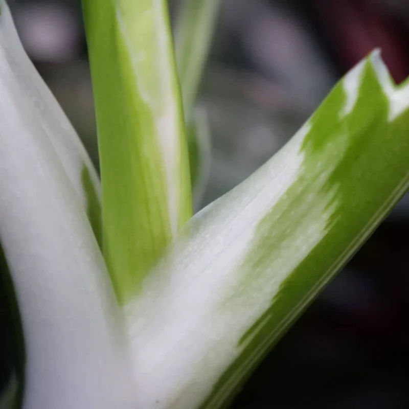Philodendron White Princess — Plant