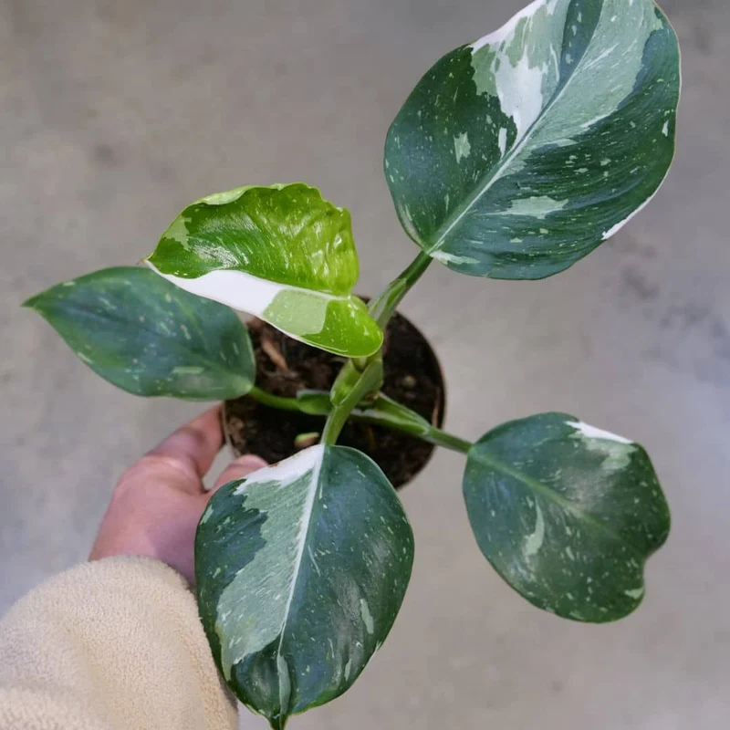 Philodendron White Princess — Plant