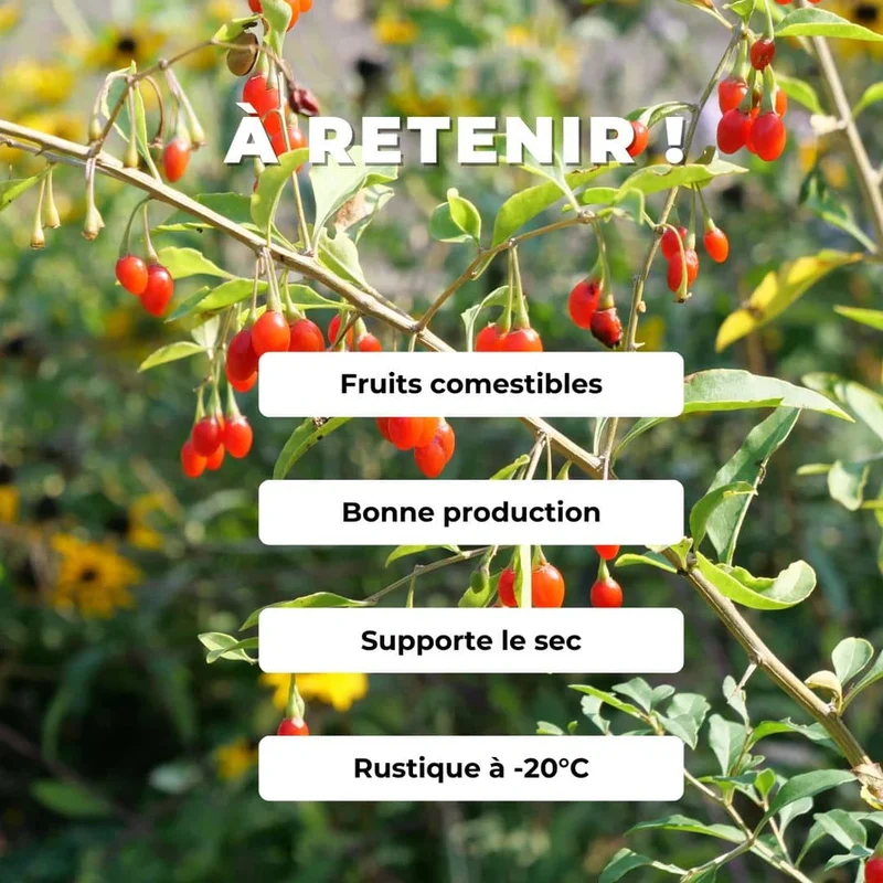 Baie de goji — Graines ou plant