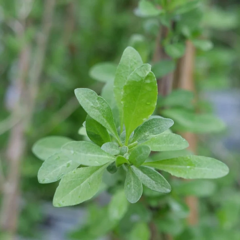 Baie de goji — Graines ou plant
