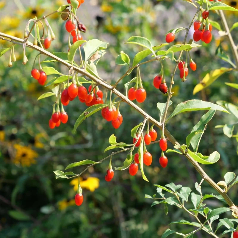 Baie de goji — Graines ou plant