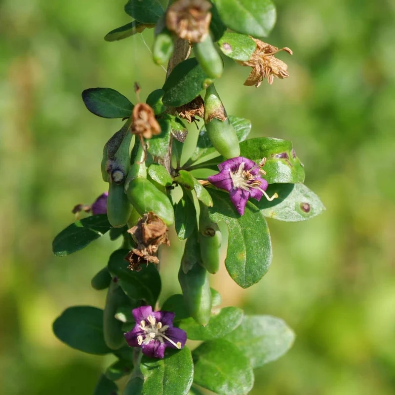 Baie de goji — Graines ou plant