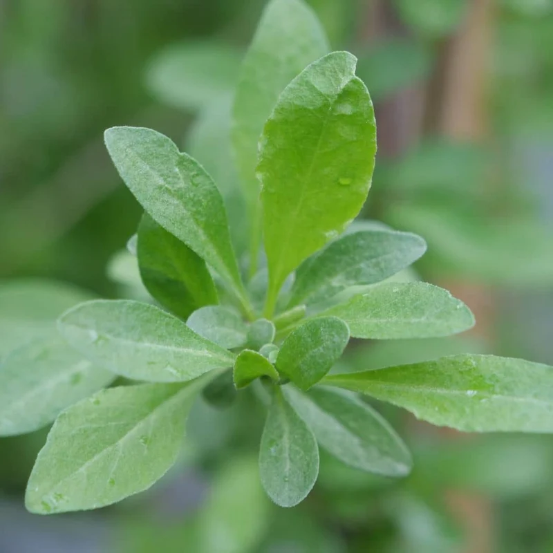 Baie de goji — Graines ou plant