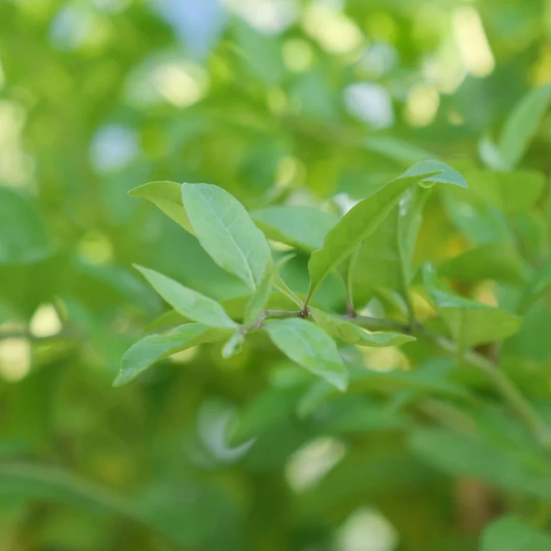Baie de goji — Graines ou plant