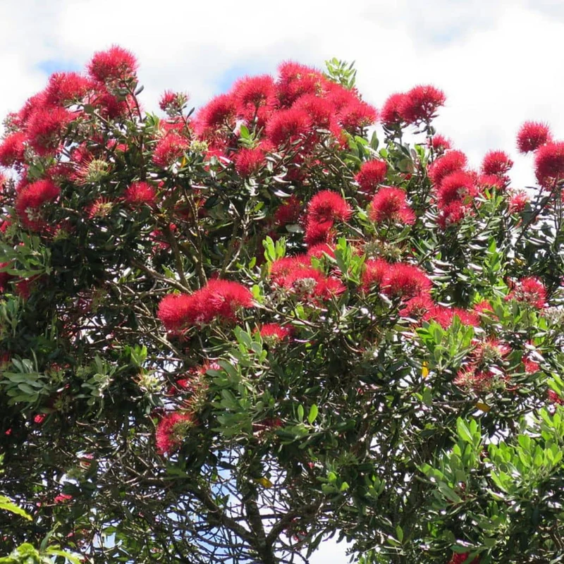 Pōhutukawa — Graines ou plant
