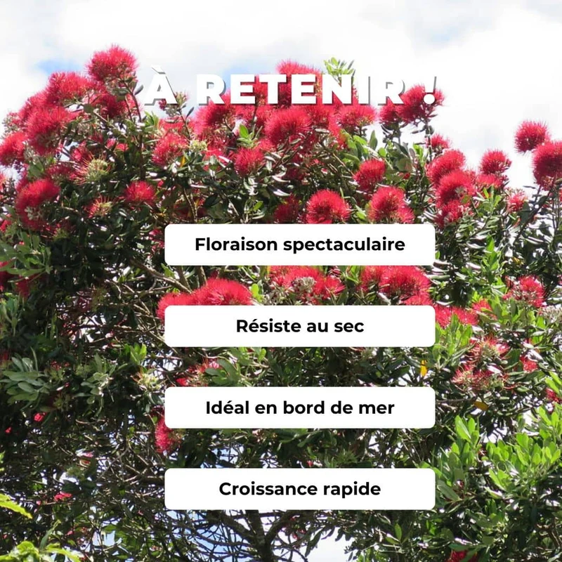 Pōhutukawa — Graines ou plant