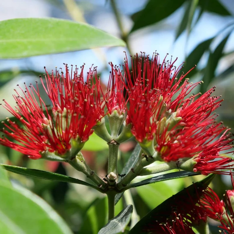 Pōhutukawa — Graines ou plant
