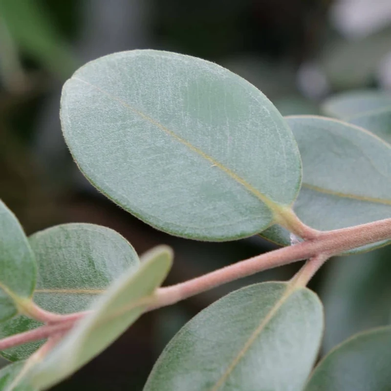 Pōhutukawa — Graines ou plant