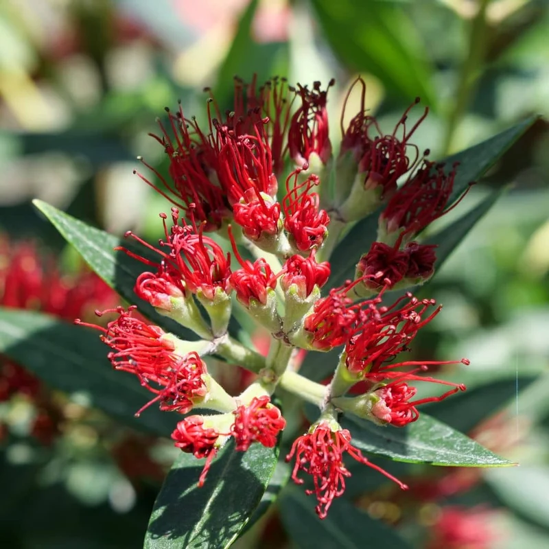 Pōhutukawa — Graines ou plant