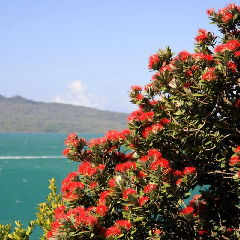 Pōhutukawa — Graines ou plant