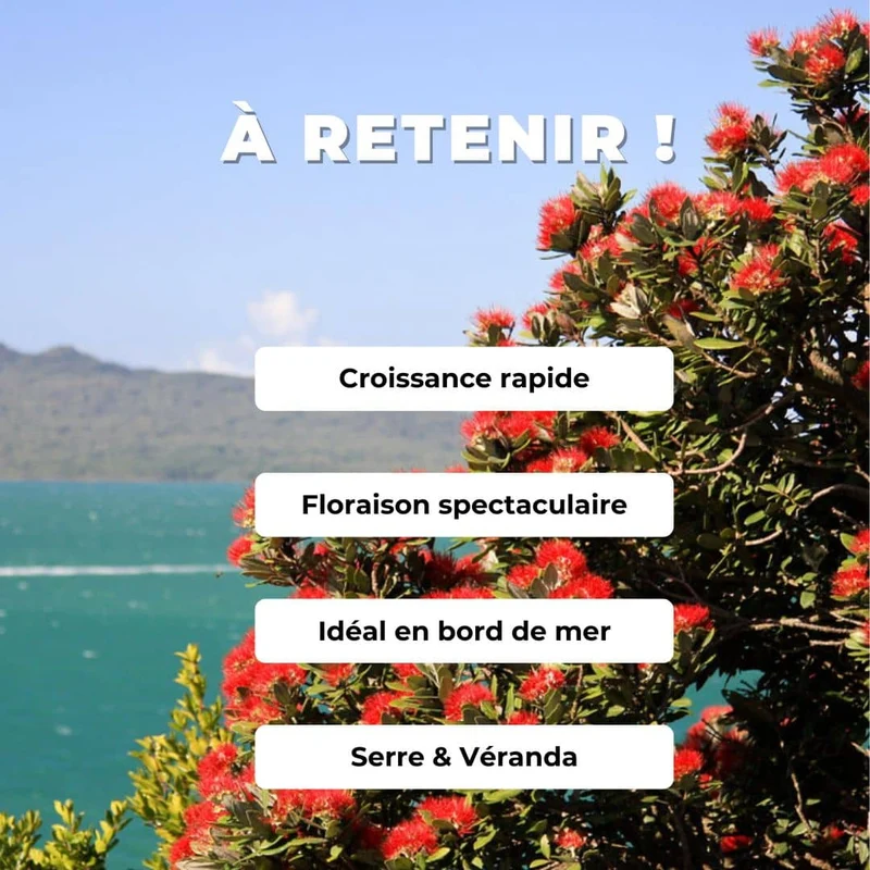 Pōhutukawa — Graines ou plant