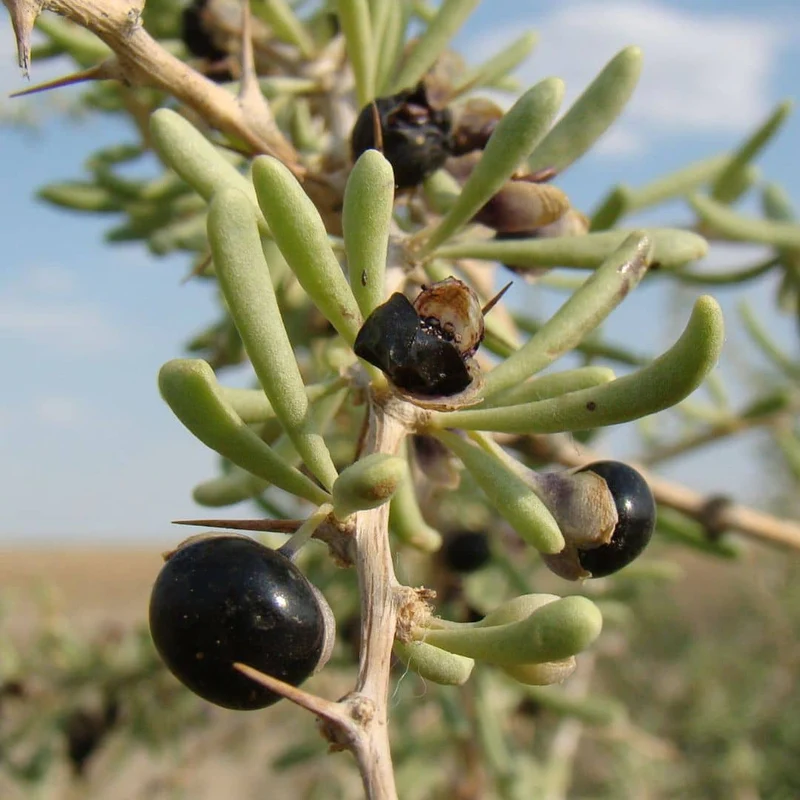 Baie de goji noire — Graines