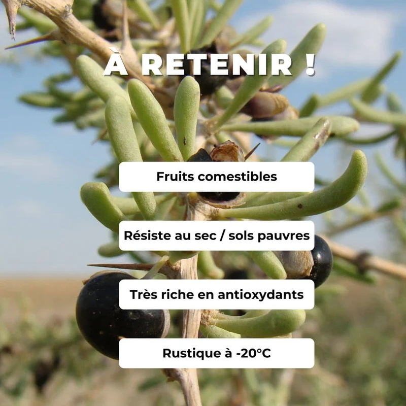 Baie de goji noire — Graines