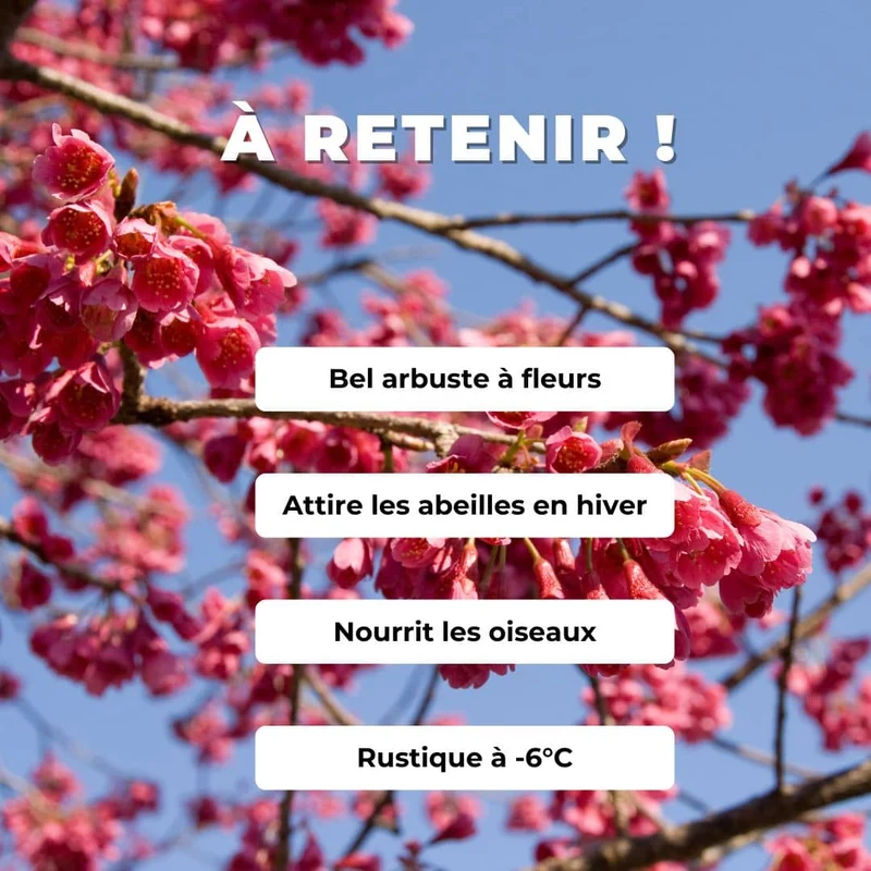 Cerisier du Népal — Graines