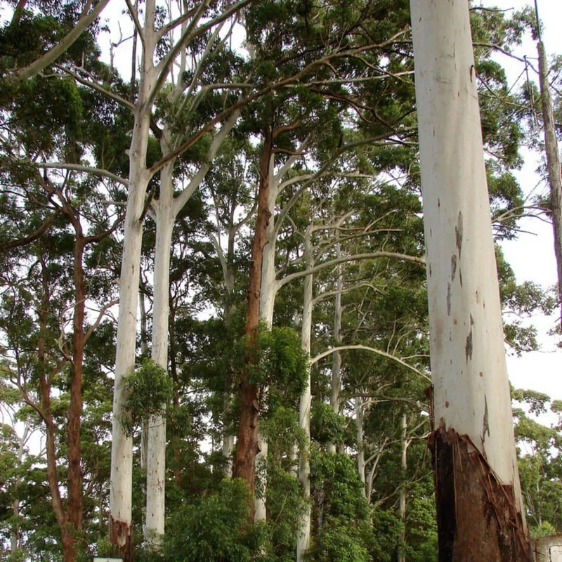 Eucalyptus géant — Graines ou plant