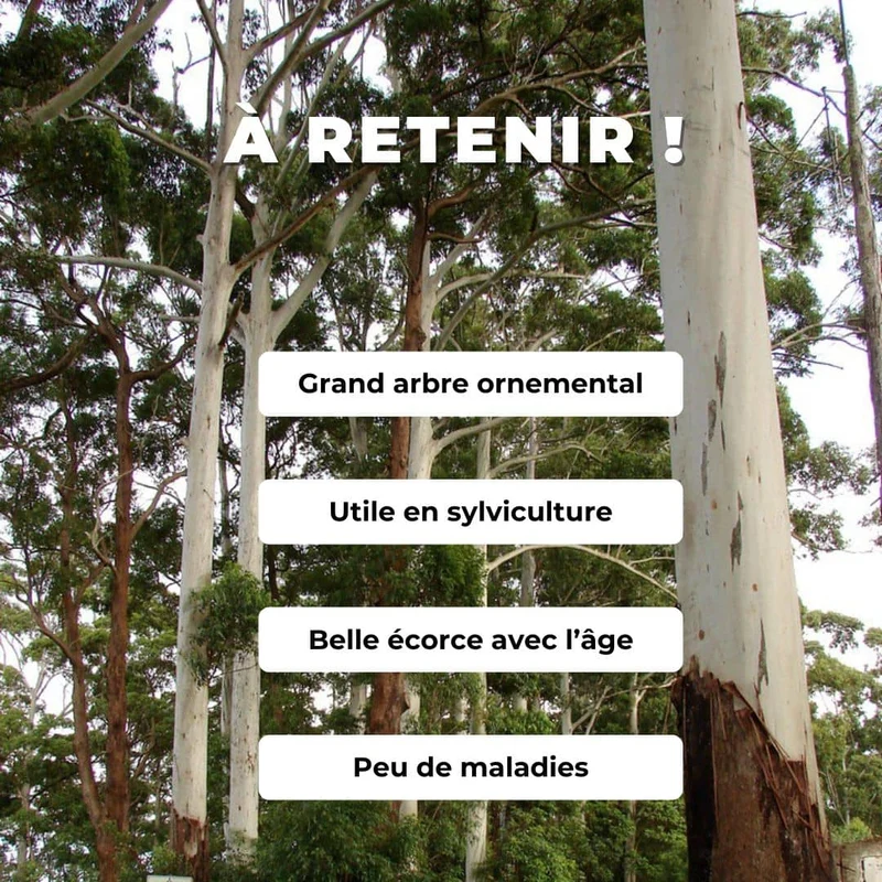 Eucalyptus géant — Graines ou plant