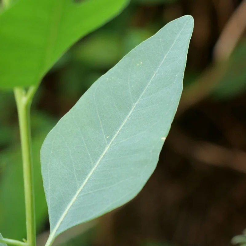 Eucalyptus géant — Graines ou plant