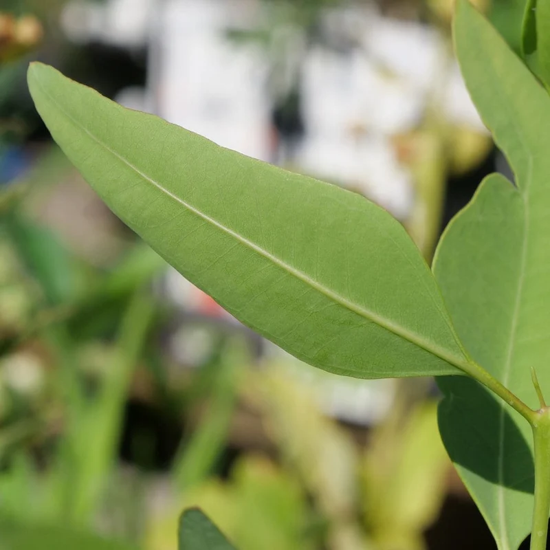 Eucalyptus géant — Graines ou plant