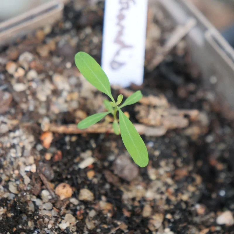 Eucalyptus géant — Graines ou plant