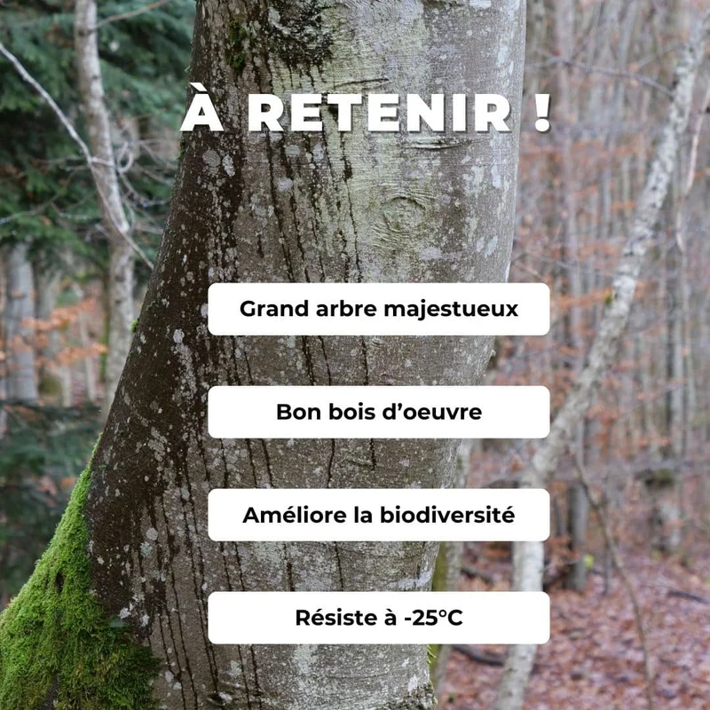 Hêtre commun — Graines