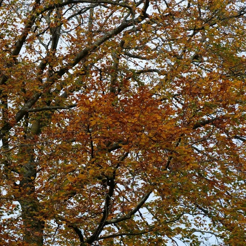 Hêtre commun — Graines
