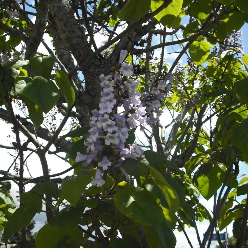 Paulownia à grandes feuilles — Graines