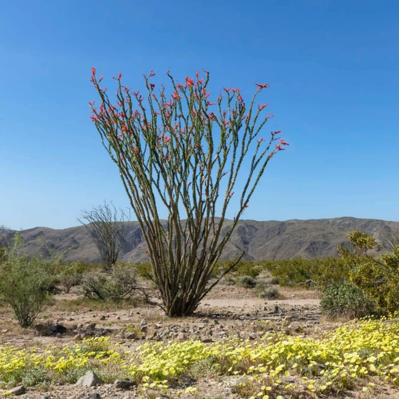 Ocotillo — Graines et plant