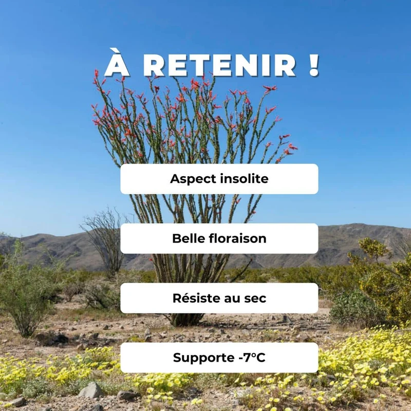 Ocotillo — Graines et plant