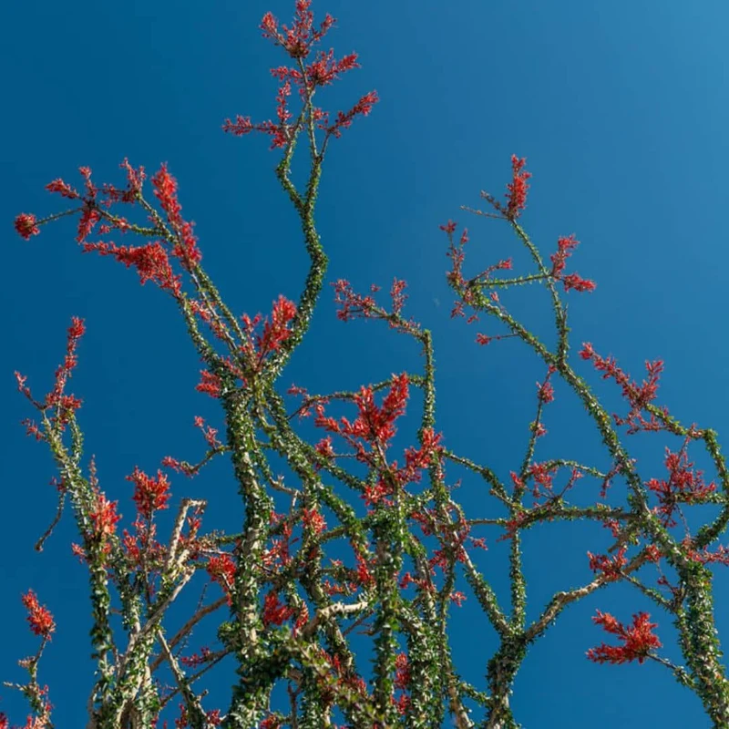 Ocotillo — Graines et plant