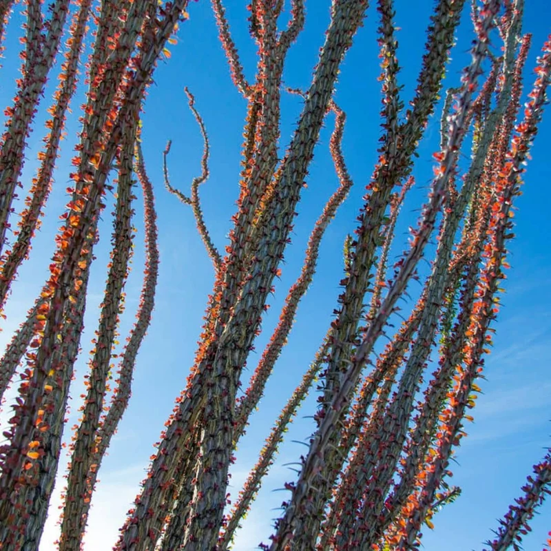 Ocotillo — Graines et plant