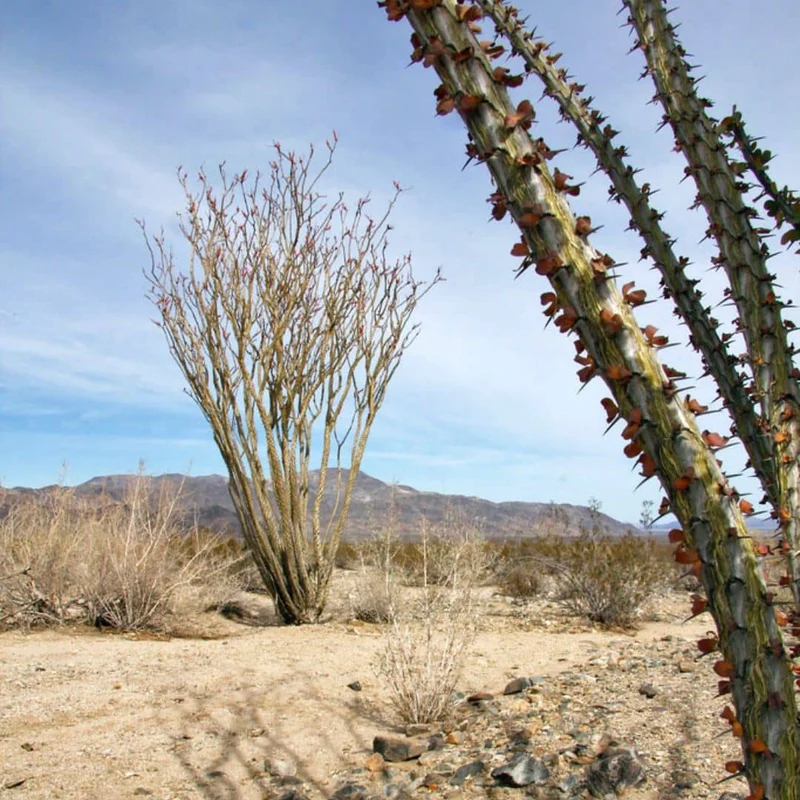 Ocotillo — Graines et plant