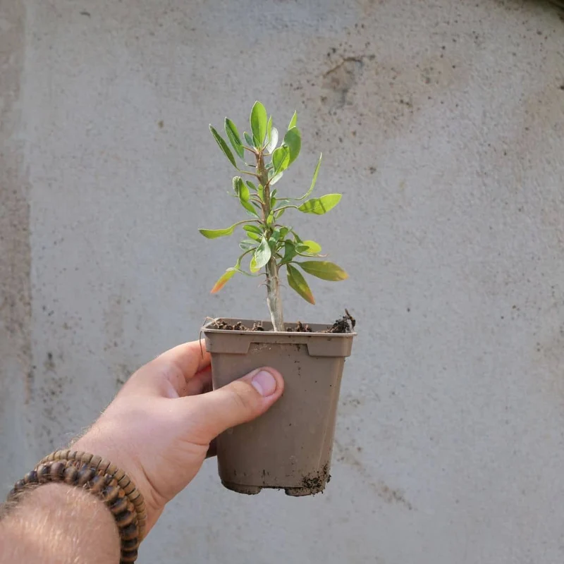 Ocotillo — Graines et plant