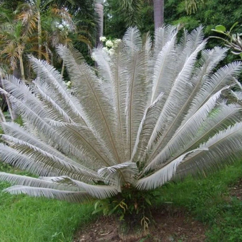 Cycas blanc — Graines