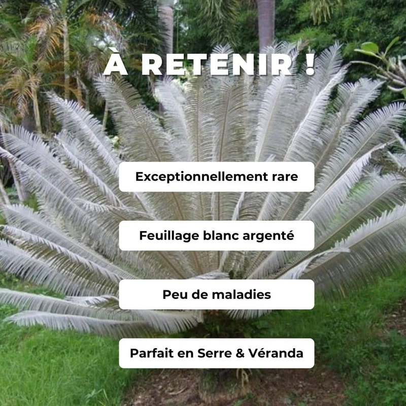 Cycas blanc — Graines