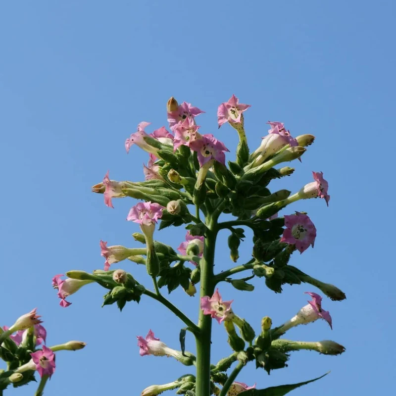 Tabac cultivé — Graines